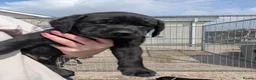 Labrador Retriever dogs for sale: KC registered full breed labrador pups - Advert 2