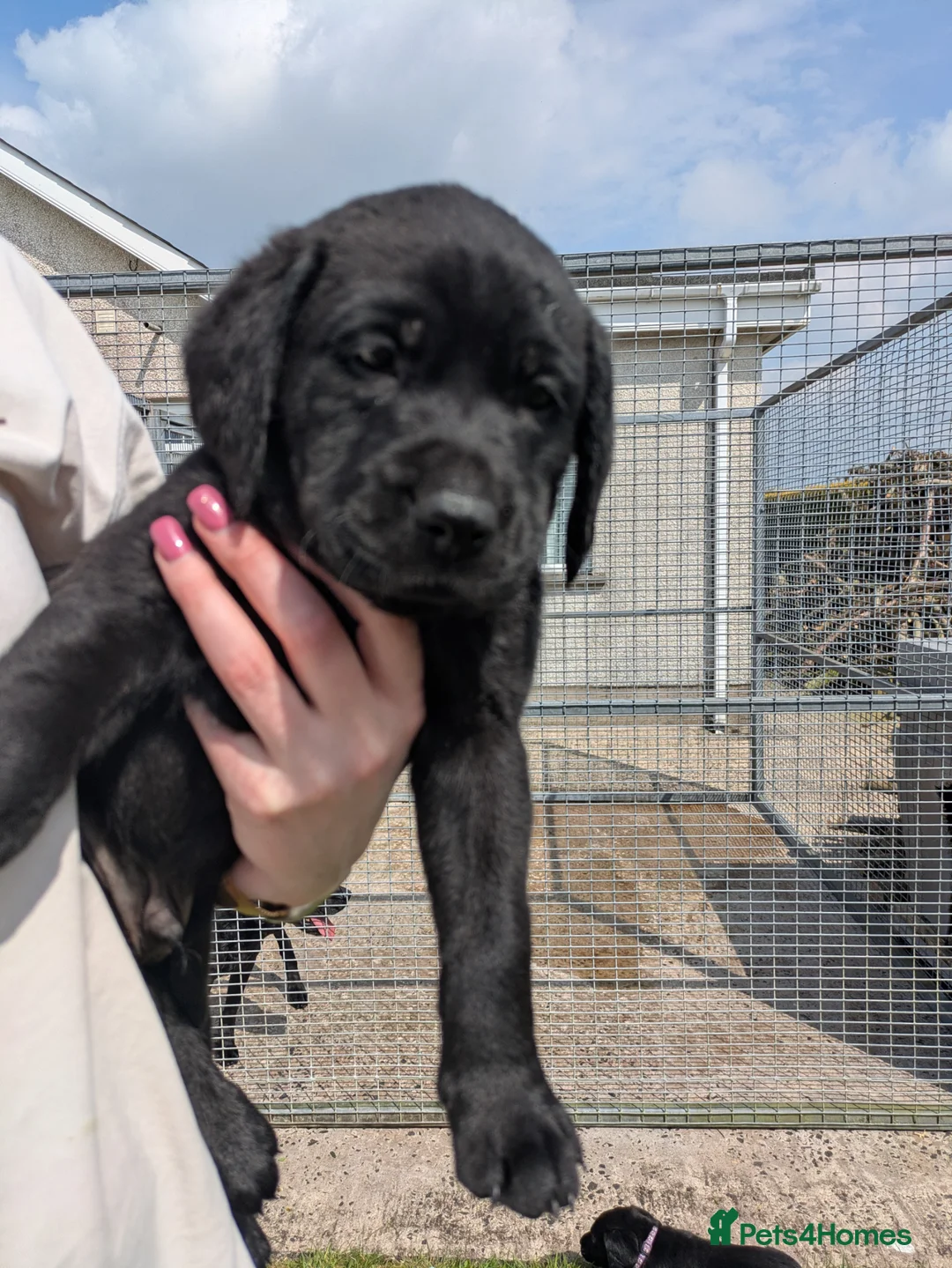 Labrador Retriever dogs for sale: KC registered full breed labrador pups - Advert 2