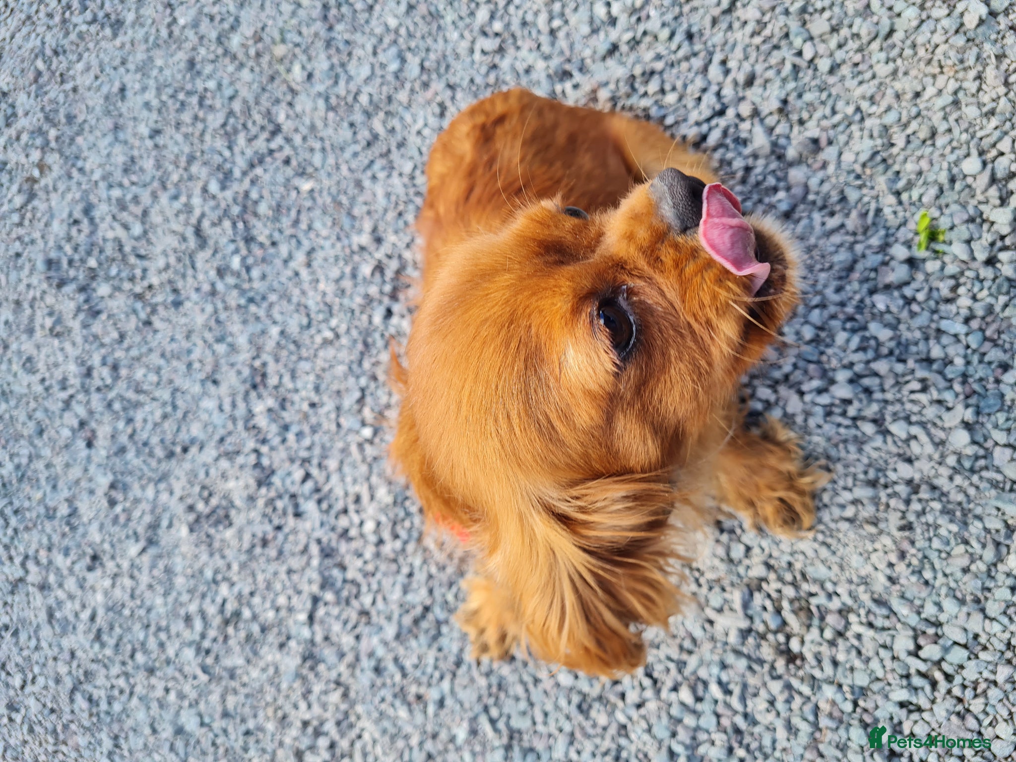 Cavalier King Charles Spaniel dogs for sale: Exquisite cavalier spaniel puppies  - Advert 3