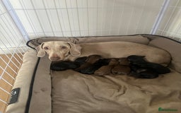 Dachshund dogs for sale: Dachshund puppies  - Advert 1