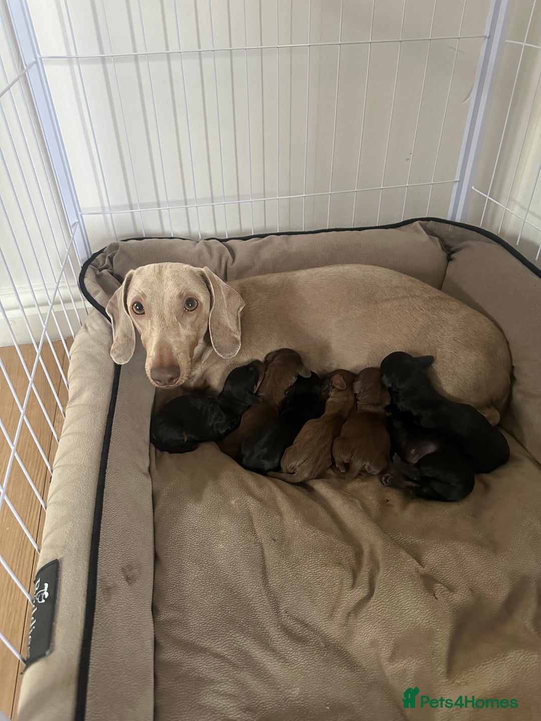 Dachshund dogs for sale: Dachshund puppies  - Advert 1