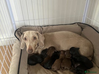 Dachshund dogs for sale: Dachshund puppies - Advert 1