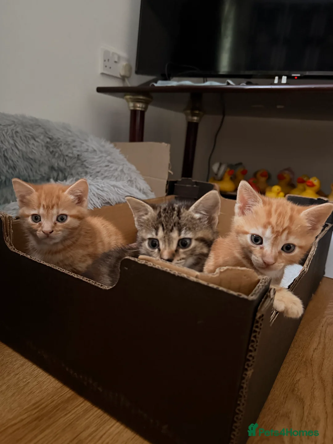 Mixed Breed cats for sale: Adorable 3 Kittens Looking for Loving Homes 🐾 - Advert 1