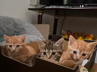 Mixed Breed cats Adorable 3 Kittens Looking for Loving Homes 🐾 - Advert 7