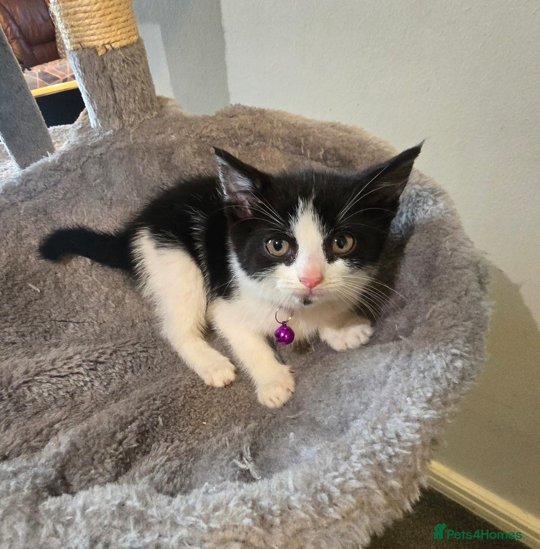 British Shorthair cats for sale: Bsh kitten  - Image 4