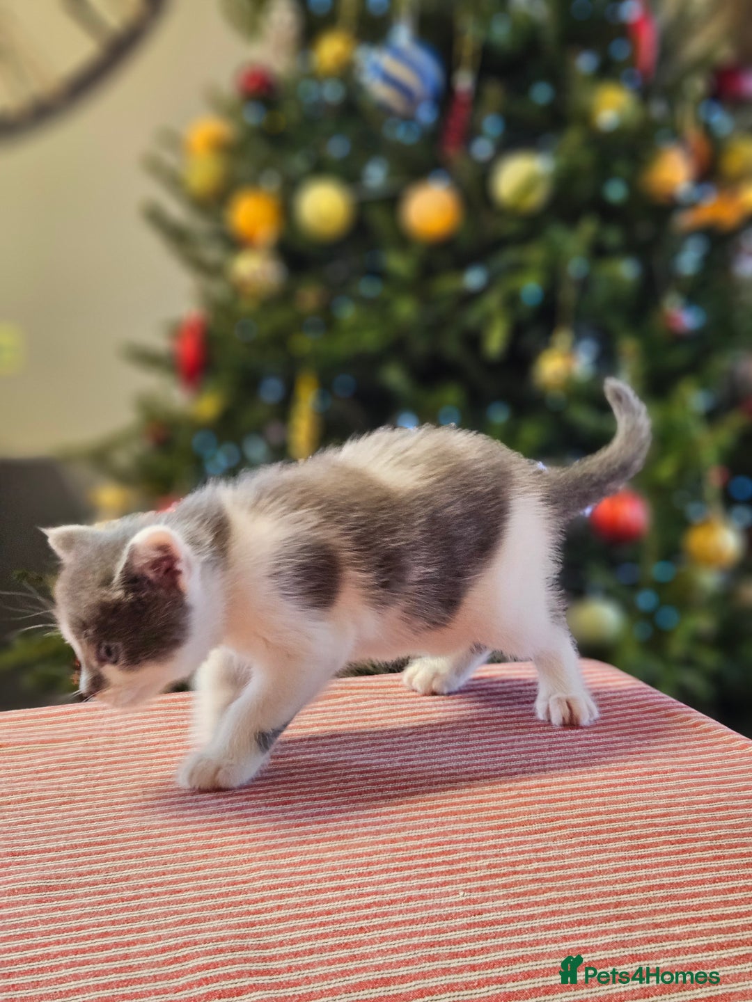 Maine Coon cats for sale: Adorable Maine Coon cross litter for sale - Advert 18