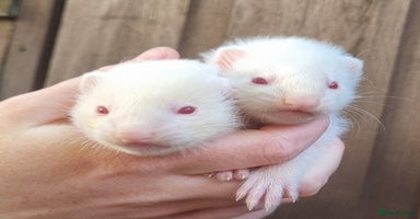 Ferret rodents - Advert 8
