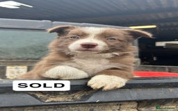 Border Collie dogs for sale: Working red/brown border collie pups 1 BOY LEFT - Image 8