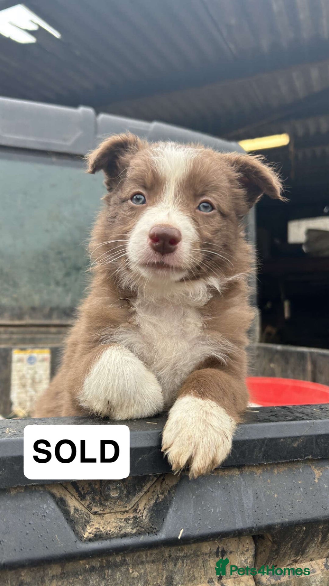 Border Collie dogs for sale: Working red/brown border collie pups 1 BOY LEFT - Image 8