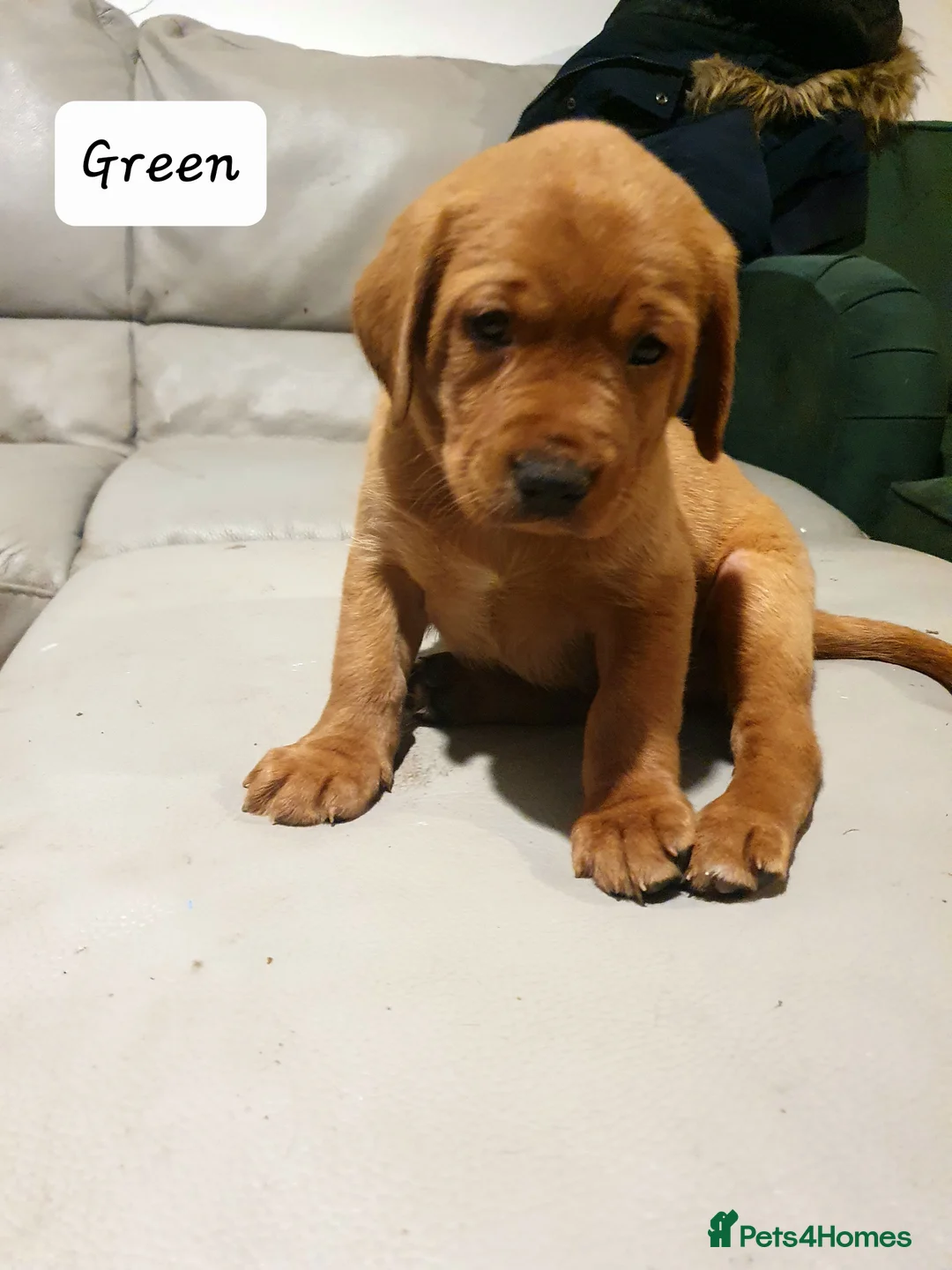 Labrador Retriever dogs for sale: Deep Fox Red KC Labs - Advert 6