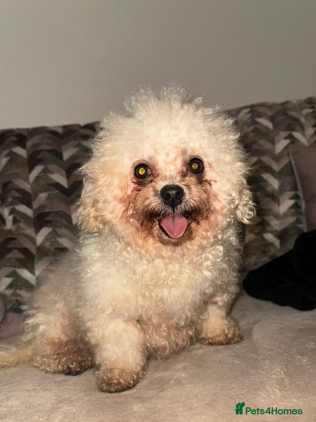 Poochon dogs for sale: Poochon puppies  - Advert 7