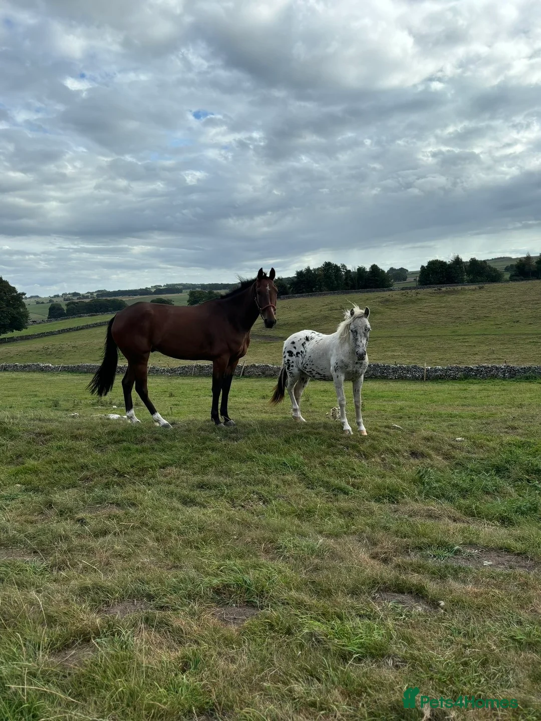 Donkey livestock for sale: Bella  - Advert 2