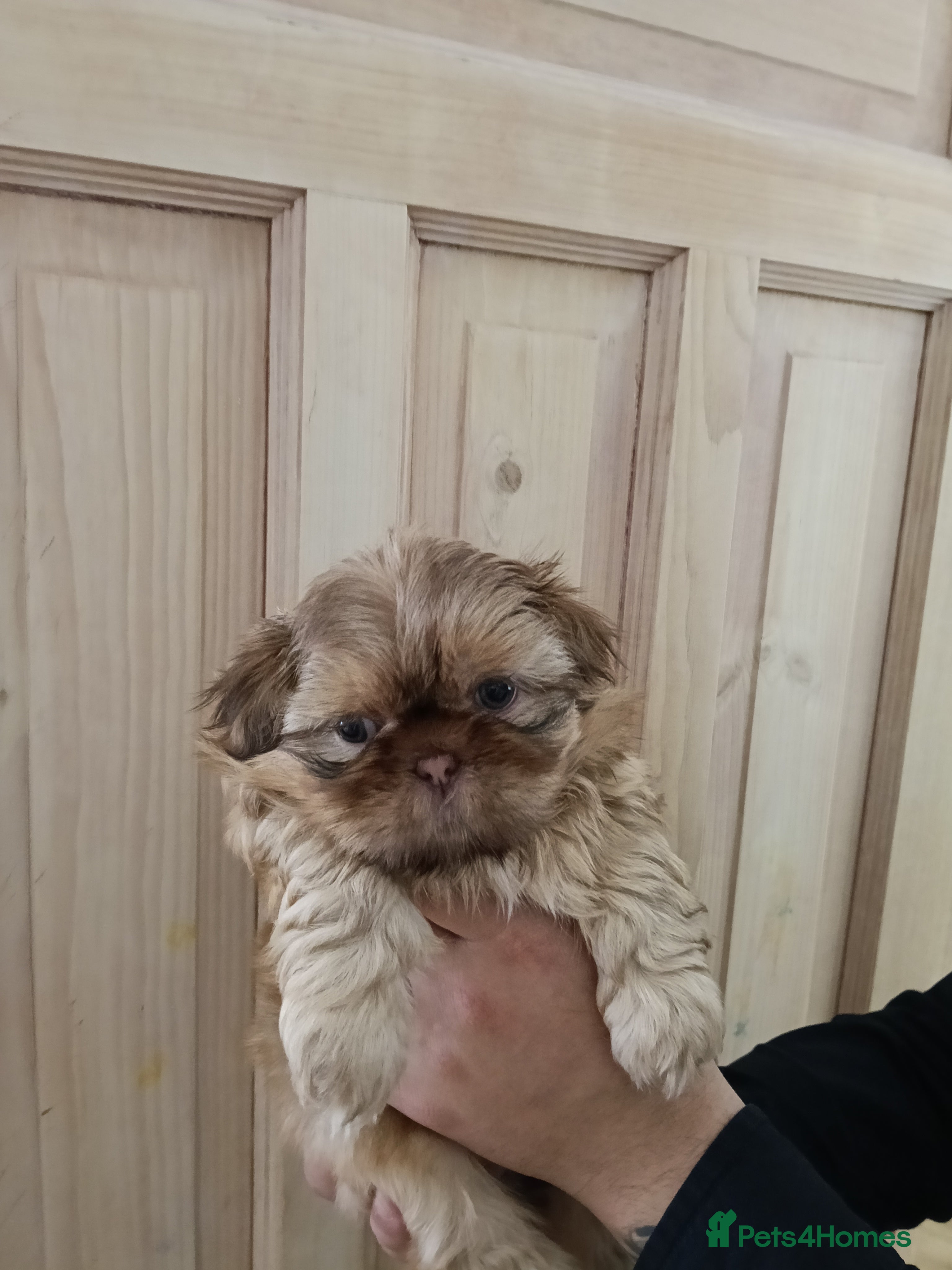 Shih Tzu dogs Imperial Shih Tzu puppies for sale - Advert 2