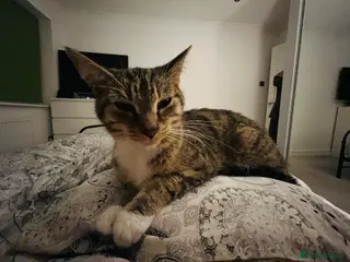 Mixed Breed cats Adorable kittens for sale 2x female 1x male - Advert 4