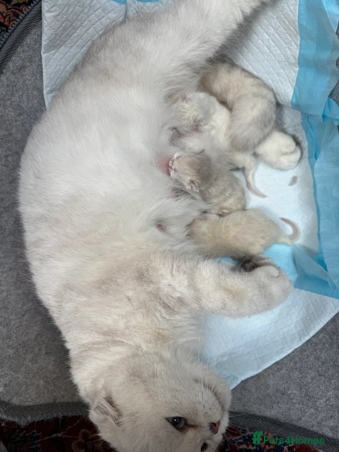 Scottish Fold cats for sale: Full pedigree Scottish fold kittens  - Advert 2
