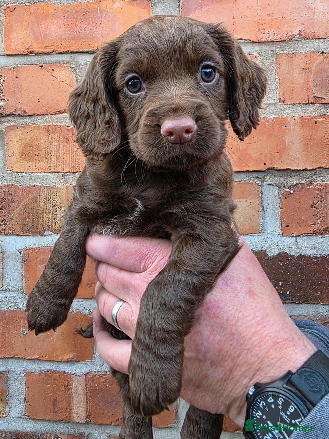 Cocker Spaniel dogs for sale: Stunning Working Cocker Spaniel Pups - Advert 2