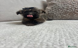 Cairn Terrier dogs for sale: Cairn terrier puppies  - Image 7