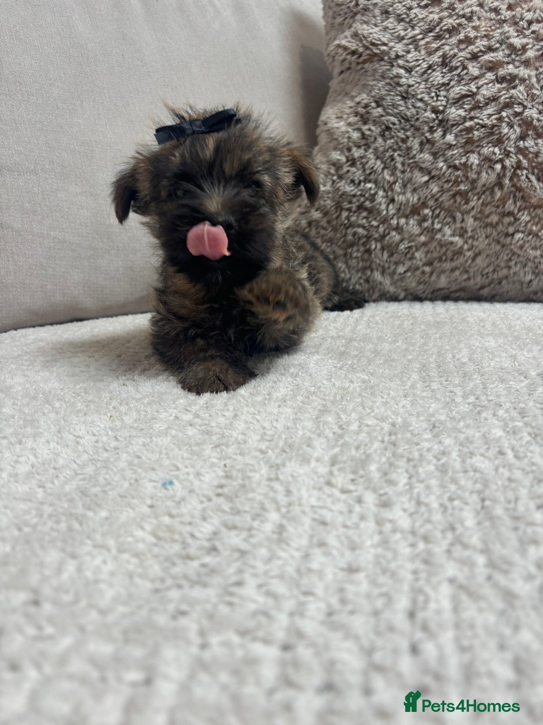 Cairn Terrier dogs for sale: Cairn terrier puppies  - Image 7