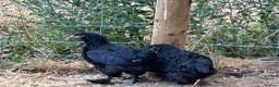 Chickens poultry for sale: French Moran/pekin bantam  - Advert 16
