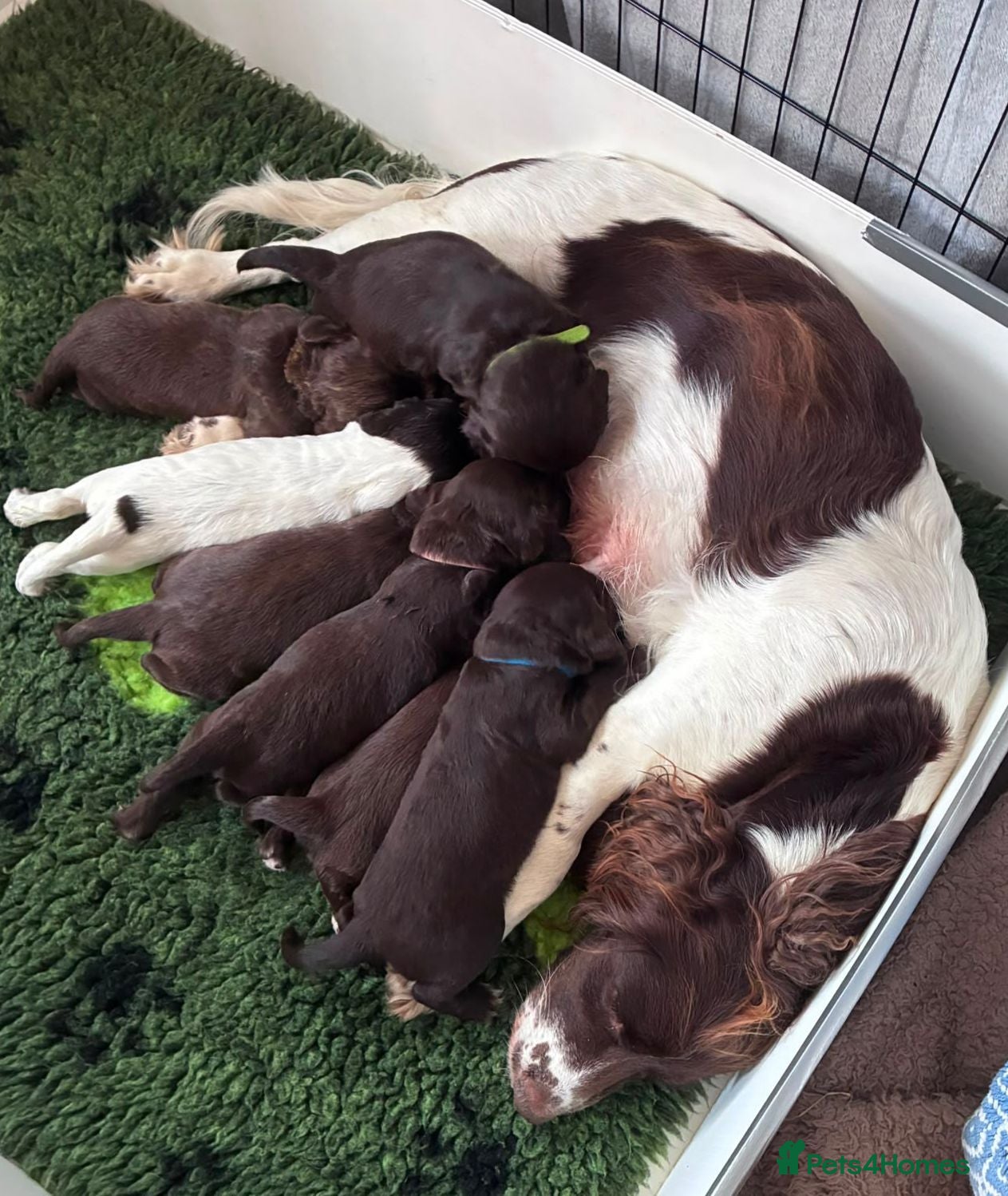 Sprocker dogs Gorgeous Sprocker Puppies - Advert 1