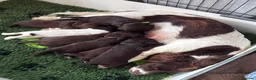 Sprocker dogs for sale: Gorgeous Sprocker Puppies - Advert 1