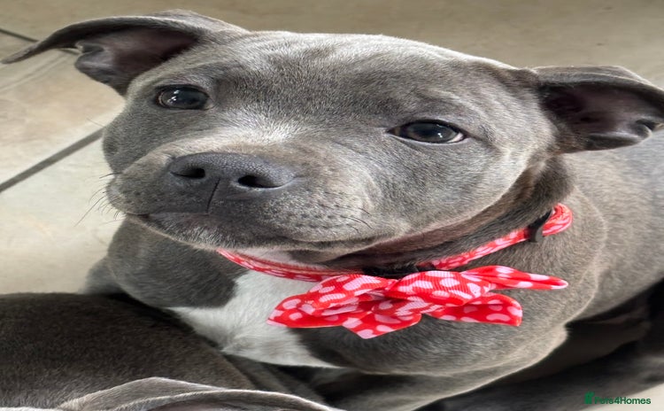 Staffordshire Bull Terrier dogs - Advert 1