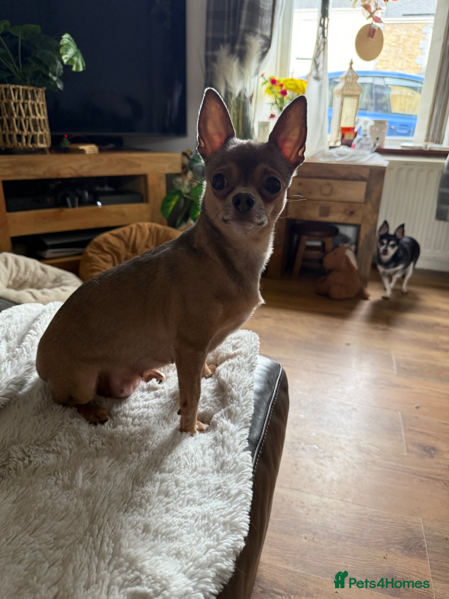 Chihuahua dogs Male chihuahua  - Advert 1