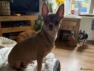 Chihuahua dogs Male chihuahua - Advert 12