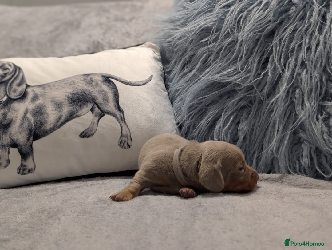 Miniature Dachshund dogs for sale: Adorable little of miniature daschunds  - Image 15