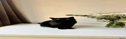British Shorthair cats for sale: Stunning Black British Shorthair! - Advert 8