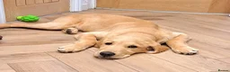 Golden Retriever dogs for sale: Murphy golden retriever  in Cardiff - Advert 6