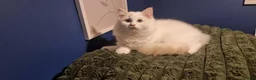 Ragdoll cats for sale: A very rare litter of kittens.  - Advert 26