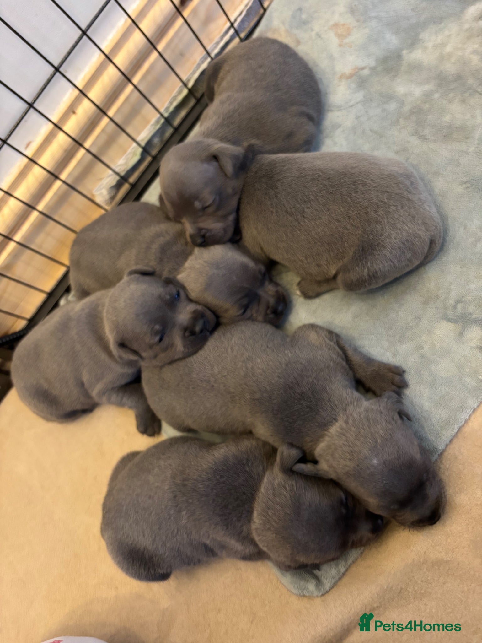 Staffordshire Bull Terrier dogs Beautiful Blue Staffordshire Bull Terriers🤍 - Advert 3