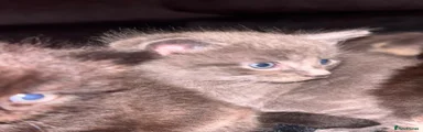 Maine Coon 2