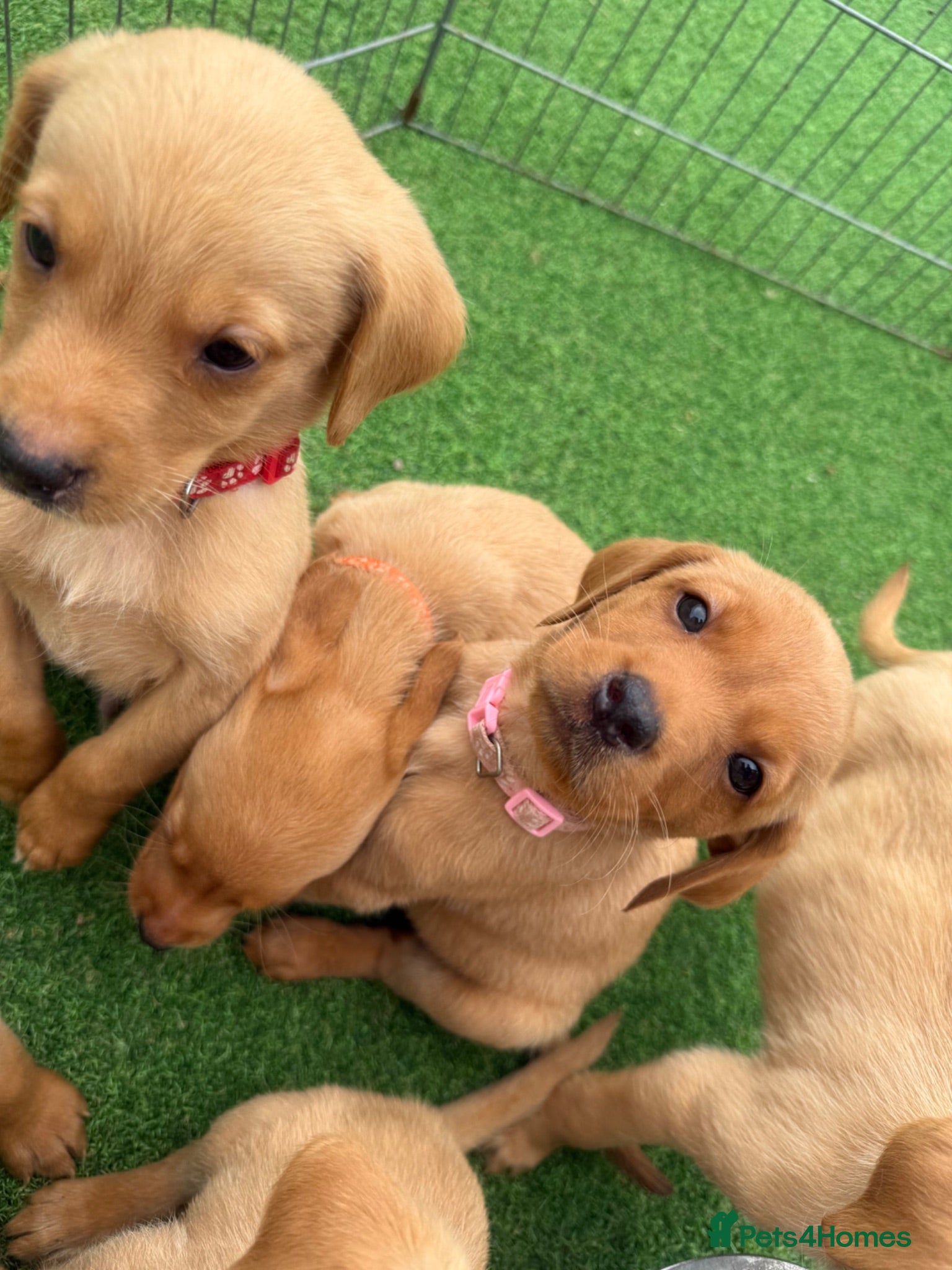 Labrador Retriever dogs KC registered Labradors ready the 10th July!!!!! - Advert 1