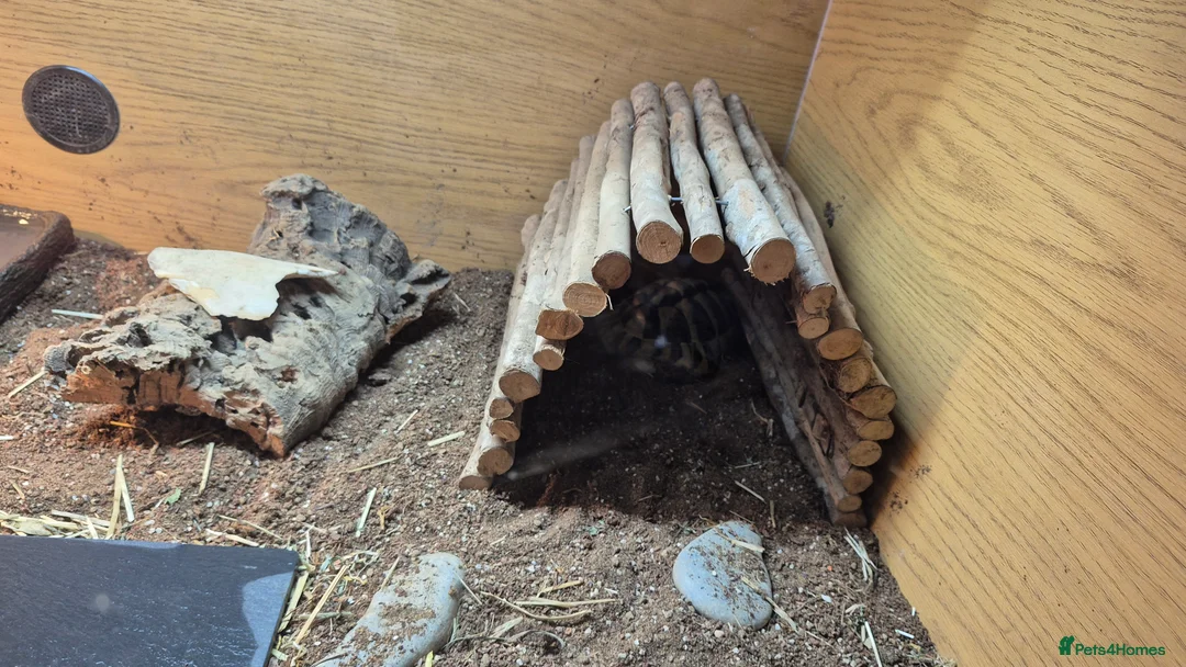 Hermann Tortoise reptiles for sale: Hermann Tortoise  - Advert 6