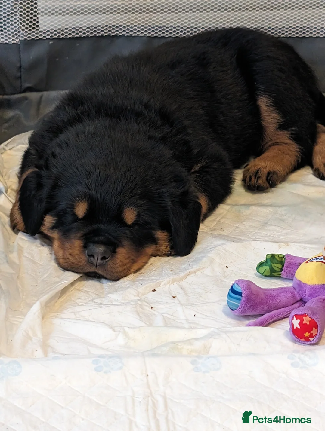 Rottweiler dogs for stud: Proven lovely nature big boy for stud in Middlesbrough - Advert 12