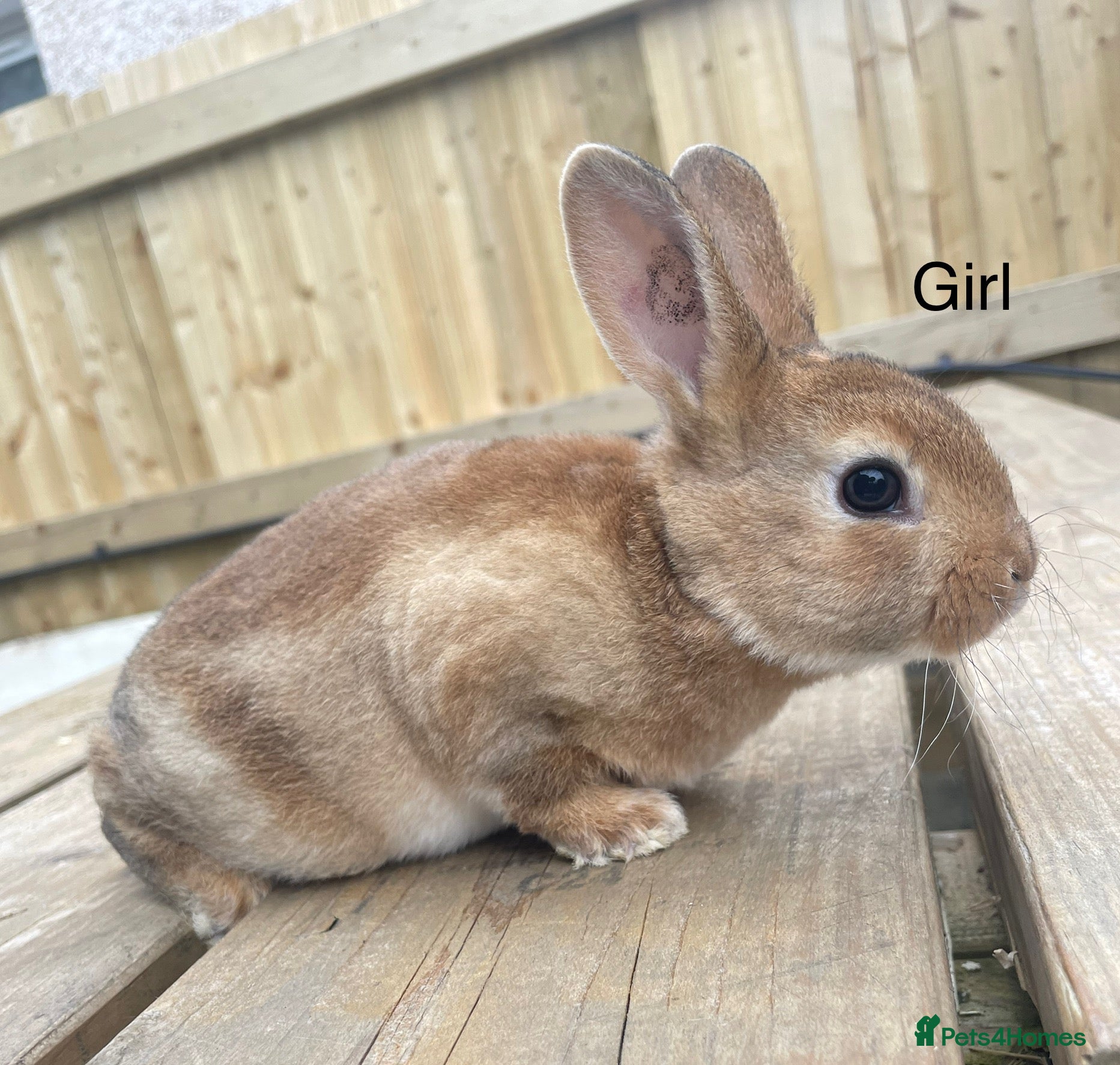 Rex rabbits 💖Pure bred mini Rex💖 - Advert 2