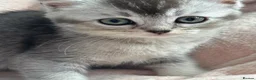 Scottish Fold cats for sale: Absolutely stunning Scottish straight kittens  - Advert 15