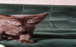 Sphynx cats for sale: Mixed selection Sphynx kittens. - Image 15