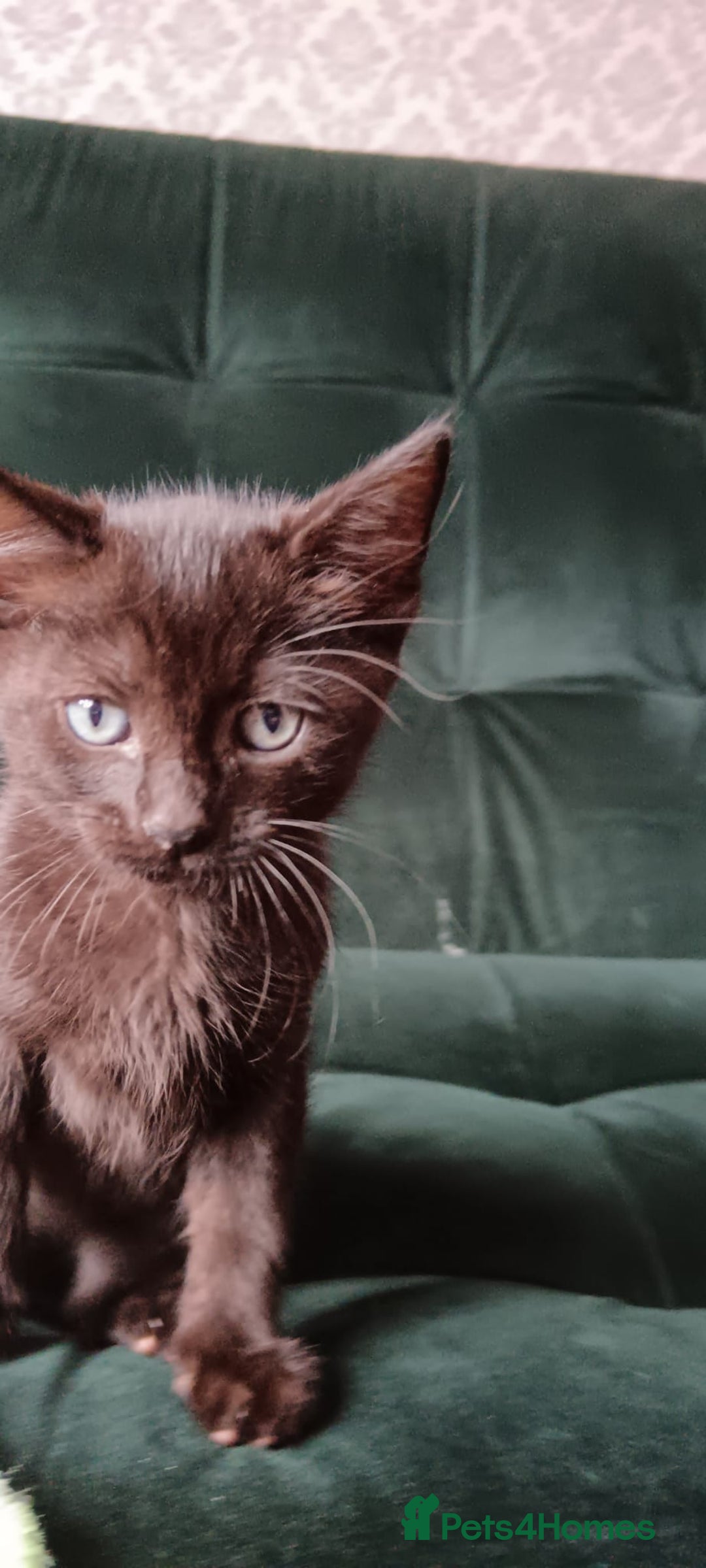 Sphynx cats for sale: Mixed selection Sphynx kittens. - Image 15