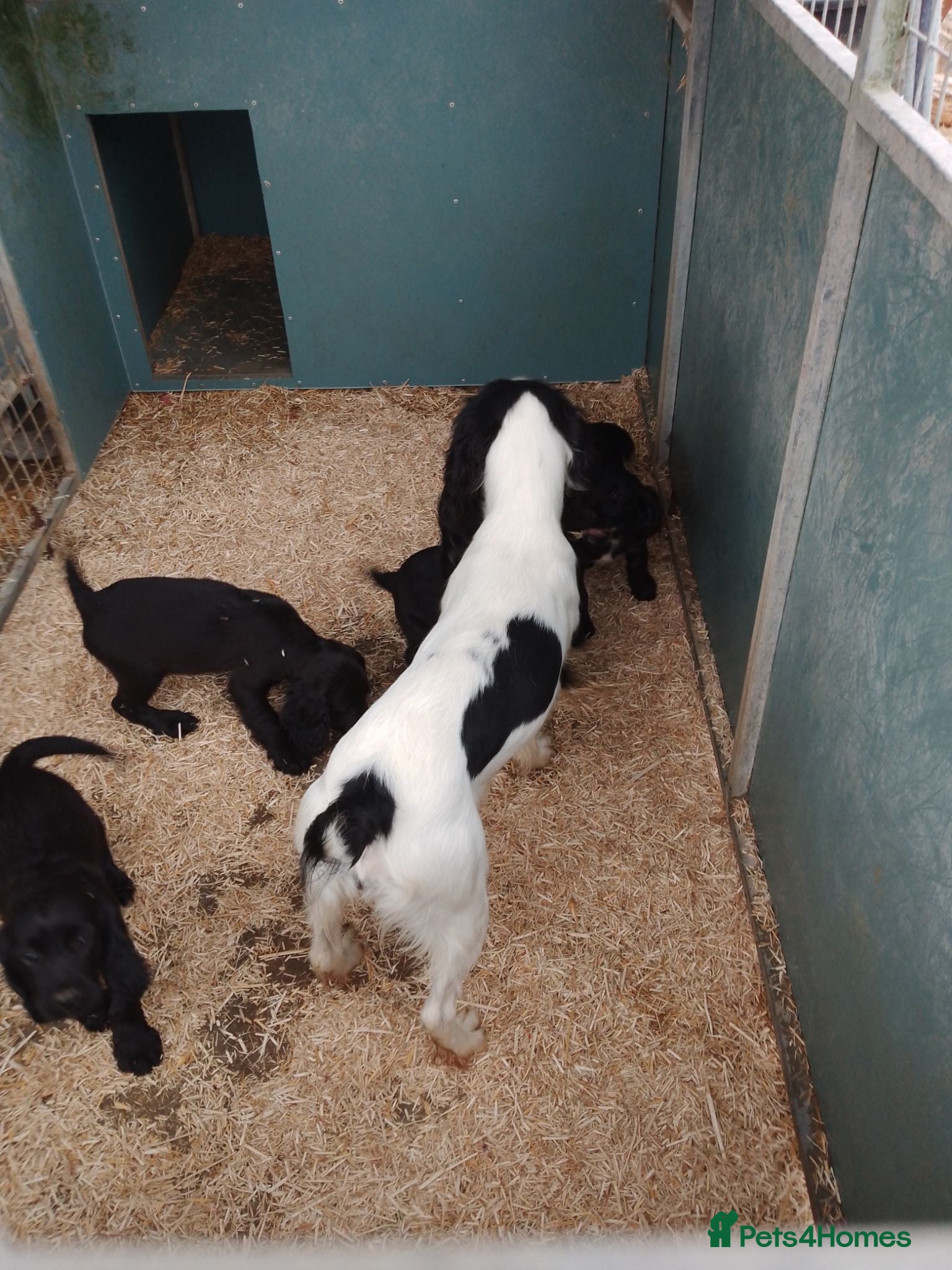 Sprocker dogs 4 Sprocker pups - Advert 13