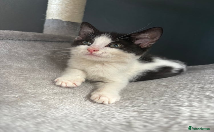 Domestic Shorthair cats - Advert 17