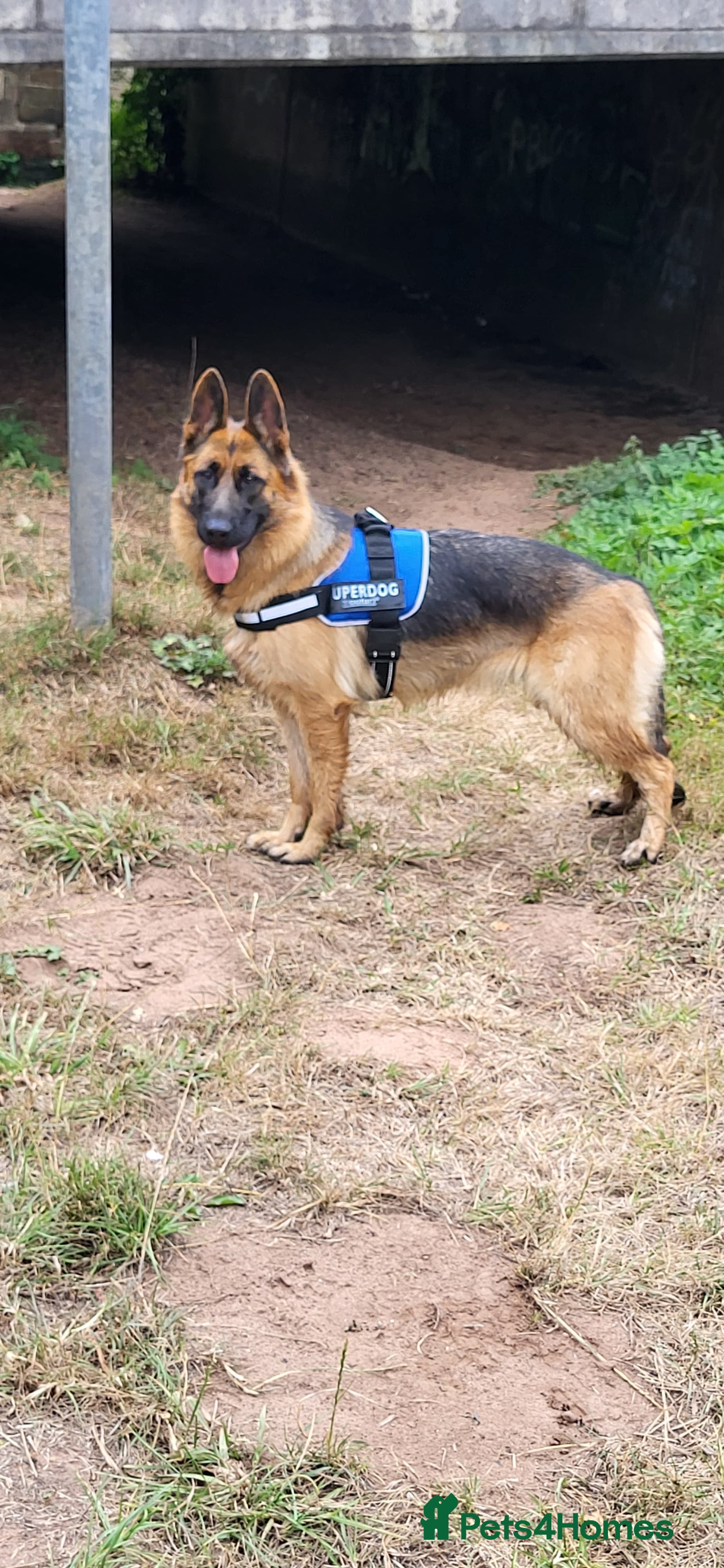 German Shepherd dogs Friendly Female German Shepherd –Strong Bloodlines - Advert 4