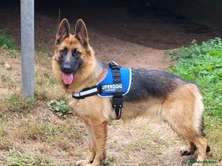 German Shepherd dogs Friendly Female German Shepherd –Strong Bloodlines - Advert 6