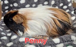 Guinea Pig rodents for sale: Adult and baby girl guinea pigs - Image 7