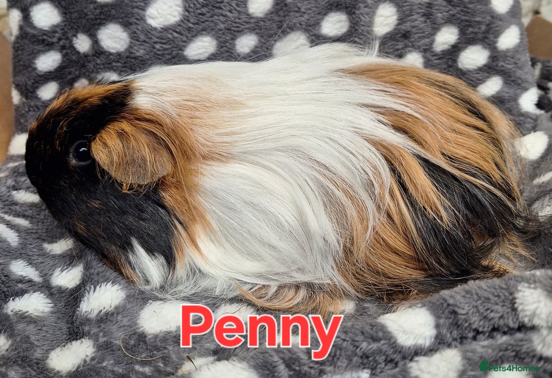 Guinea Pig rodents for sale: Adult and baby girl guinea pigs - Image 7