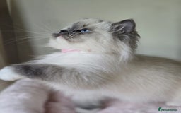 Ragdoll cats for sale: 6 Perfect Affectionate, Ready2Go Pedigree Kittens! - Advert 9