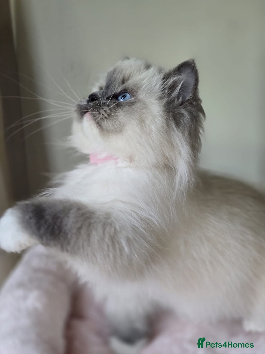 Ragdoll cats for sale: 6 Perfect Affectionate, Ready2Go Pedigree Kittens! - Advert 9
