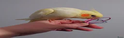 Cockatiels birds for sale: Hand reread silly tame DNA sexed baby cockatiels  - Advert 36